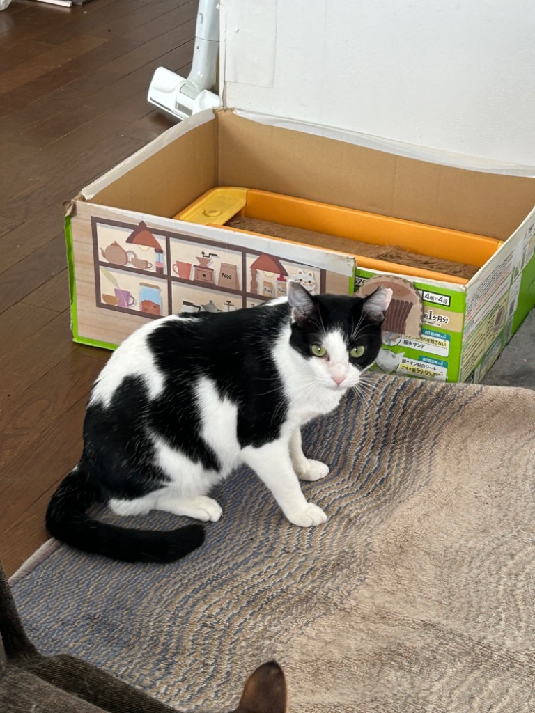 ロイヤルカナン ロイヤルカナン 猫 インドア 室内で生活する成猫 ロイヤルカナン ロイヤルカナン 猫 インドア 室内で生活する成猫