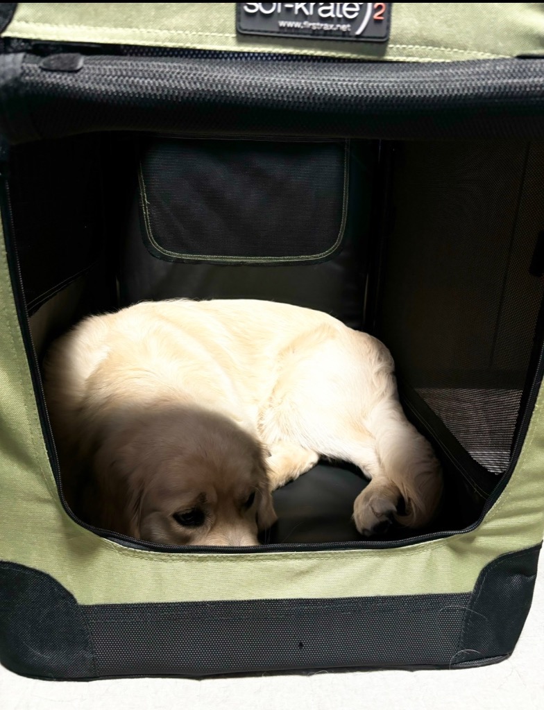 スペクトラム ブランズ ジャパン ソフクレート n2 L 中型犬用 犬