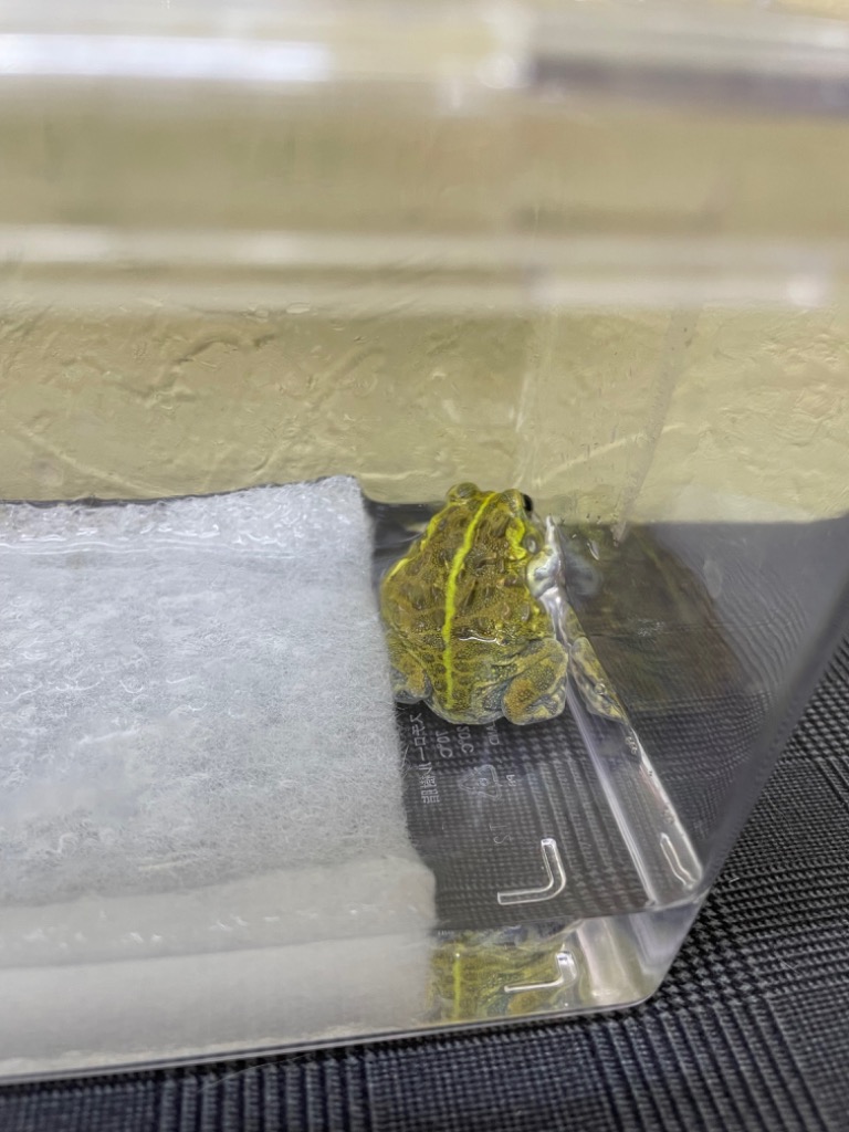 両生類）アフリカウシガエル おまかせカラー SMサイズ（1匹
