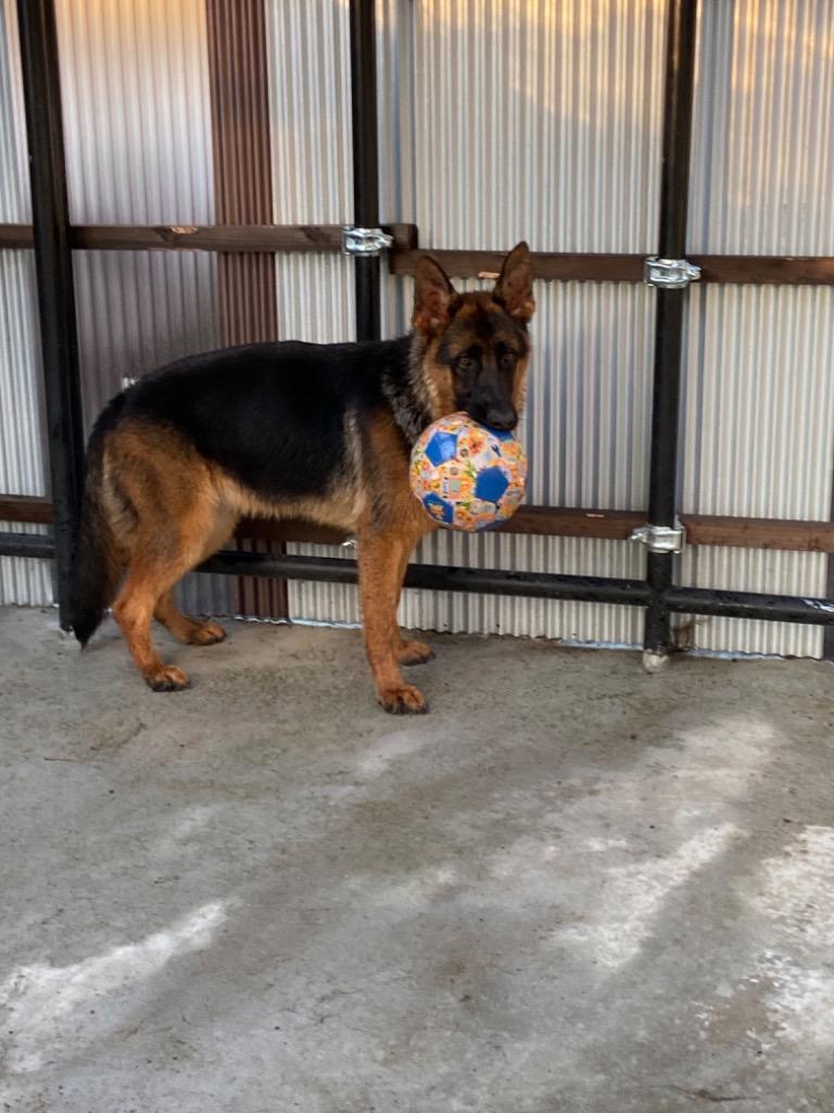 全体のレビュー画像 | 4-0