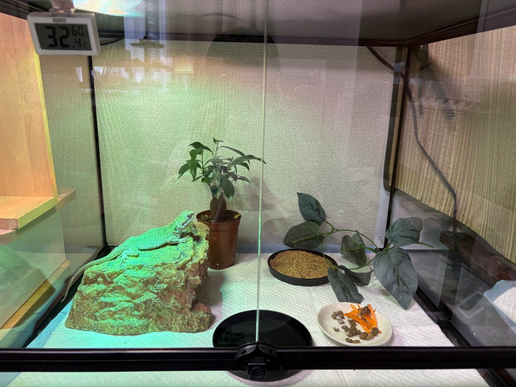 Leaf Corp 爬虫類ケージ テラスペース 60×45×45cm 爬虫類