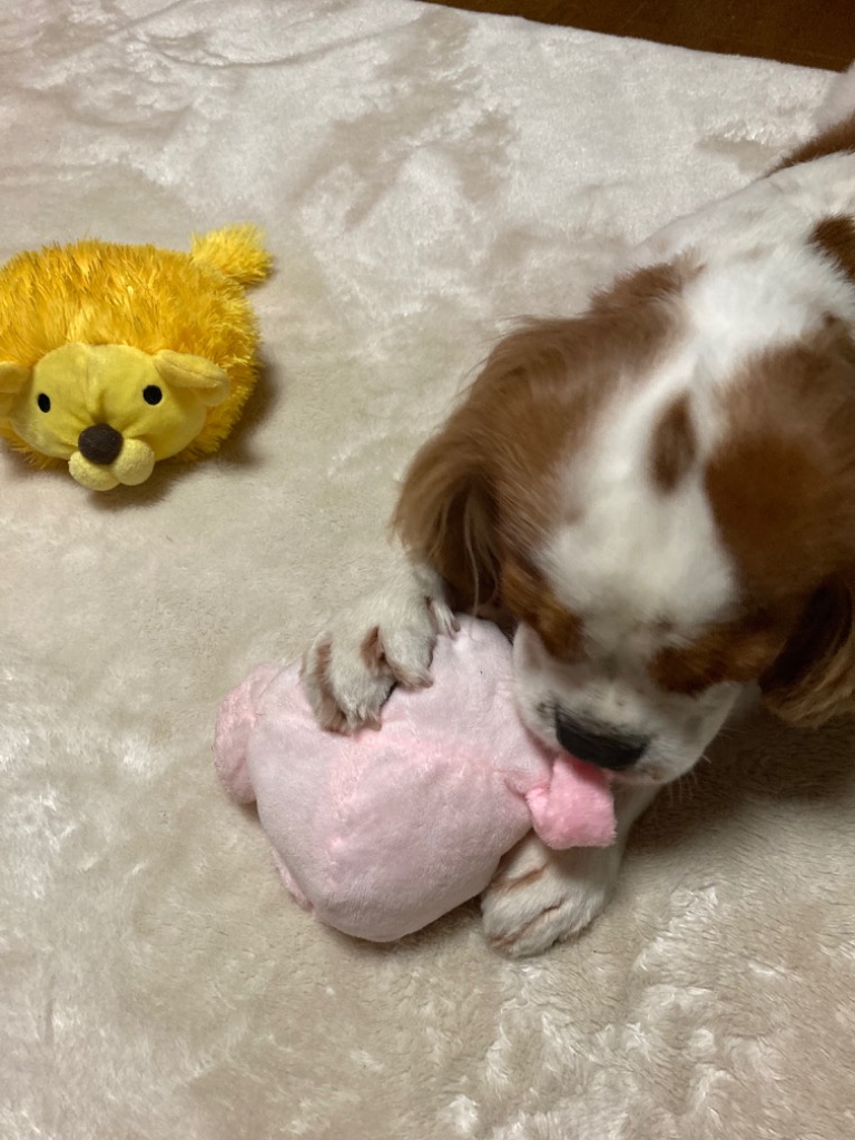 2件目のレビュー画像 | 0