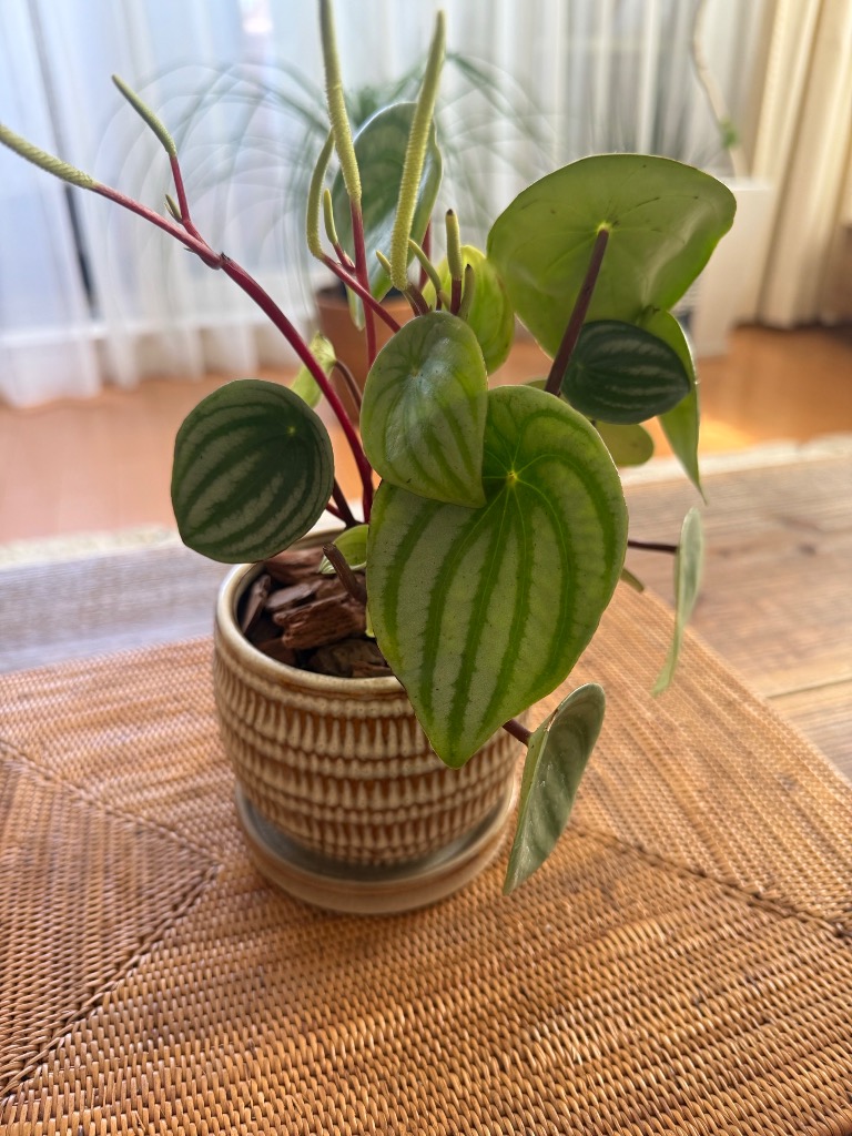 観葉植物）ペペロミア サンデルシー（スイカペペ） 3〜3．5号（1