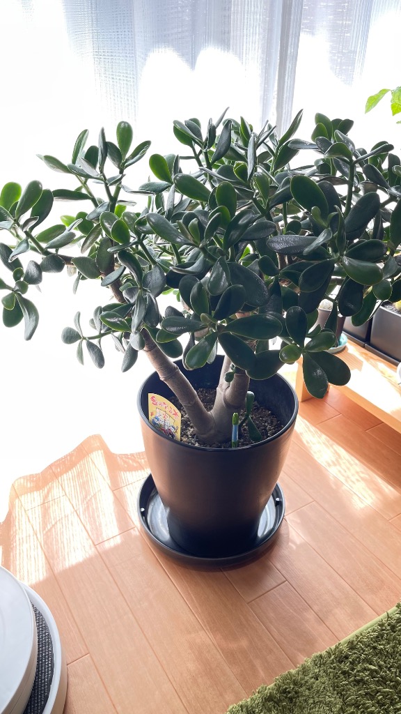 多肉植物）クラッスラ 花月（金のなる木） 8号（1鉢） : charm 第2