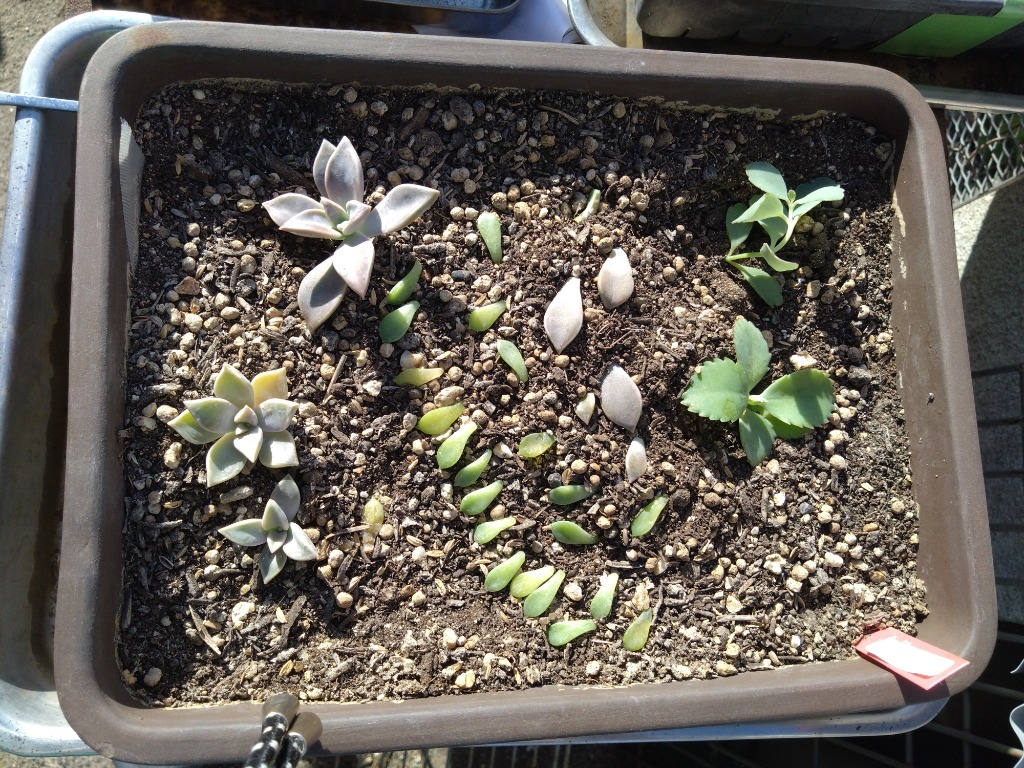 多肉植物/朧月（月曜日発送：7月21日の週は祝日を挟む為、7