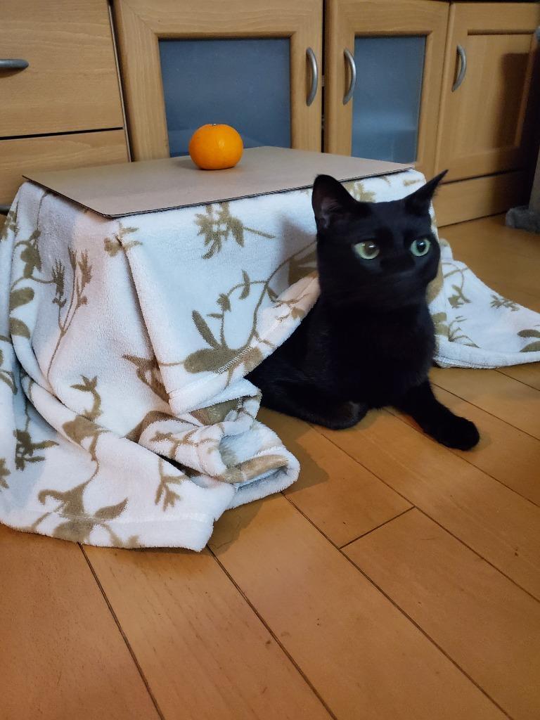 猫と、こたつと、思い出みかん 日本初猫専用こたつ付(段ボール製 猫と、こたつと、思い出みかん 日本初猫専用こたつ付(段ボール製