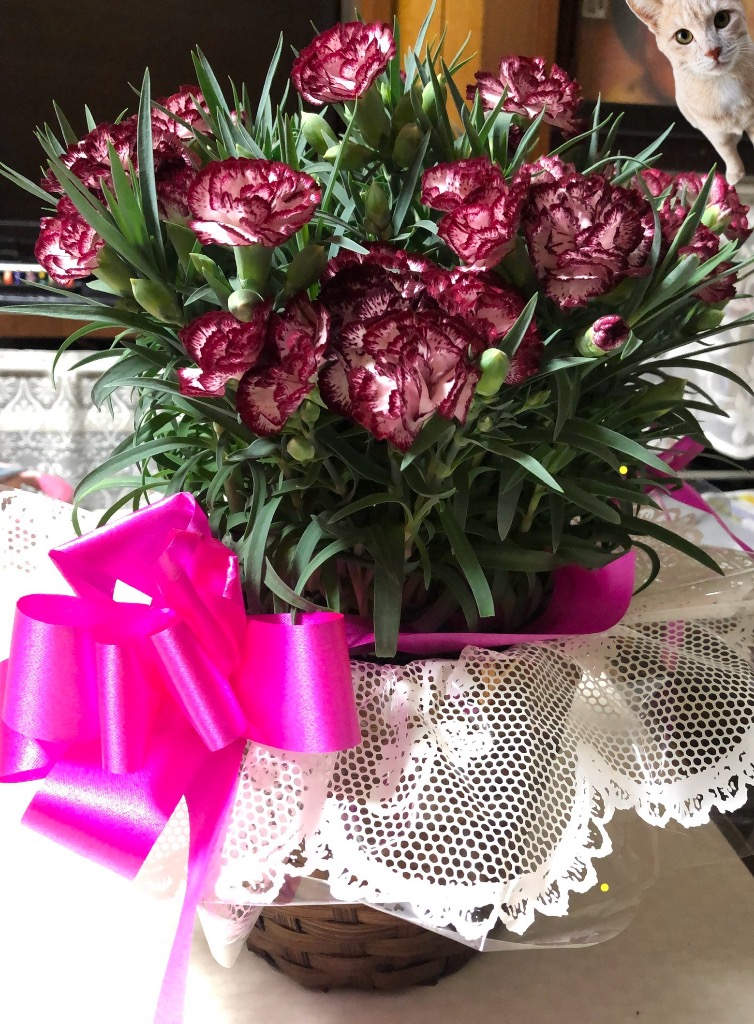 全体のレビュー画像 | 0-0