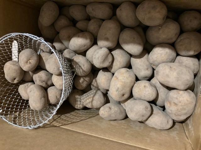 インカのめざめ 越冬 20kg（S〜2S混合）北海道 千歳産 じゃがいも