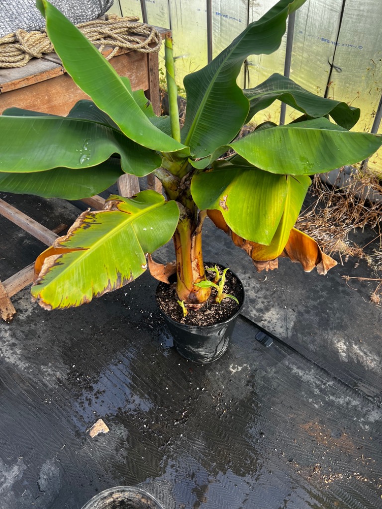 コウジ バナナ苗 コウジ バナナ苗 スーパードワーフキャベンディッシュ バナナ苗