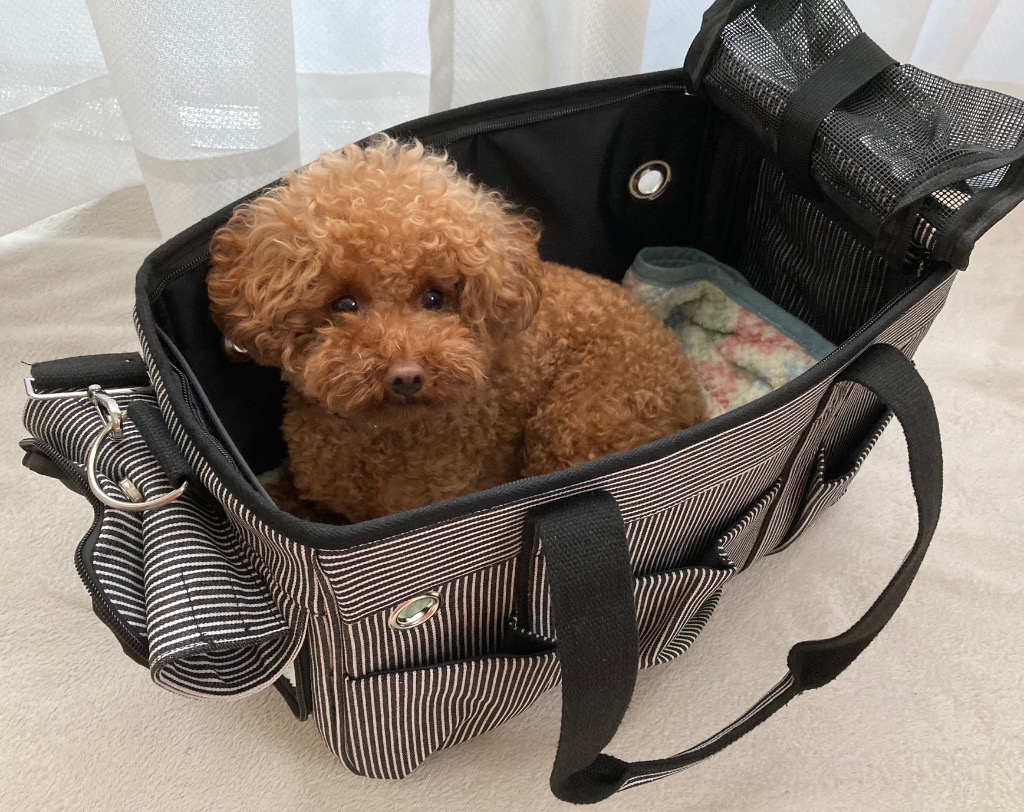 犬 キャリーバッグ】Sサイズ 3ポケットペットキャリーバッグ