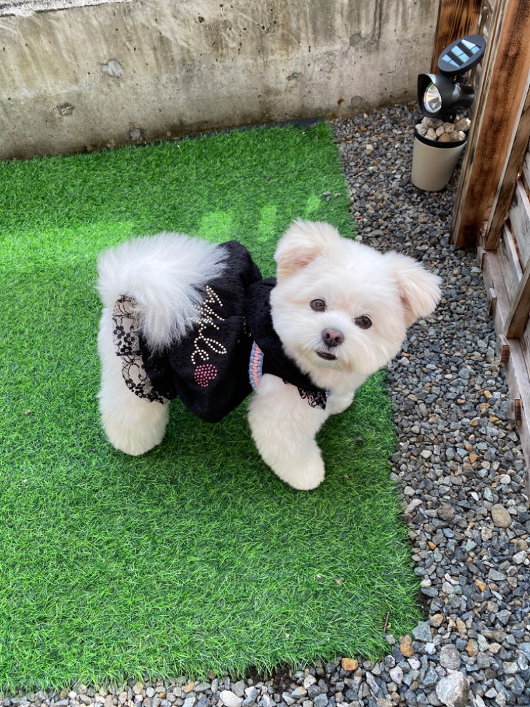 2件目のレビュー画像 | 0