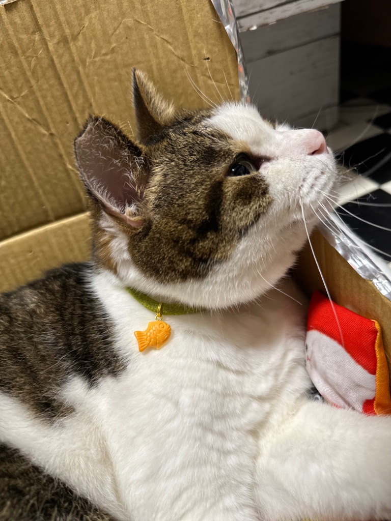 ☆水引・ちりめん細工・猫ミニバック・着物・三毛猫・ジャンピング猫・リボン☆ ☆水引・ちりめん細工・猫ミニバック・着物・三毛猫