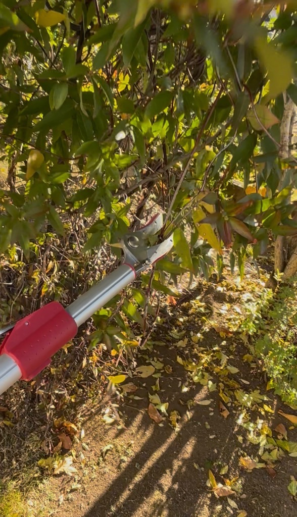 全体のレビュー画像 | 1-0