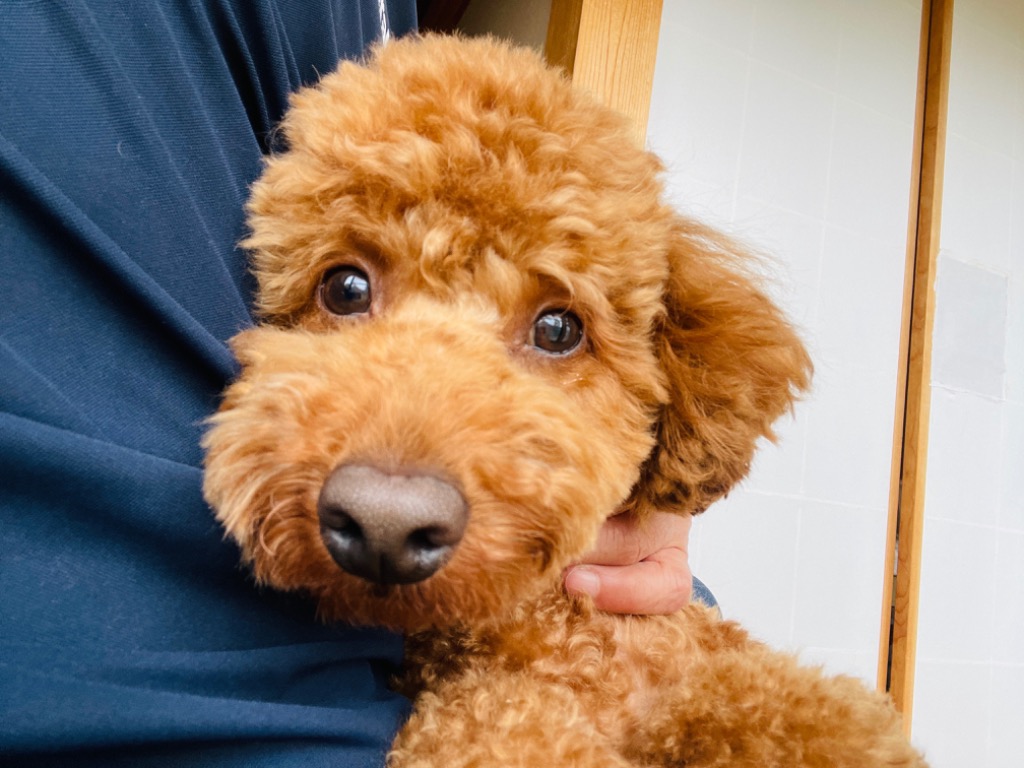 ELMO ELMO エルモ プロフェッショナーレ ラムライス＆ポテト 成犬用