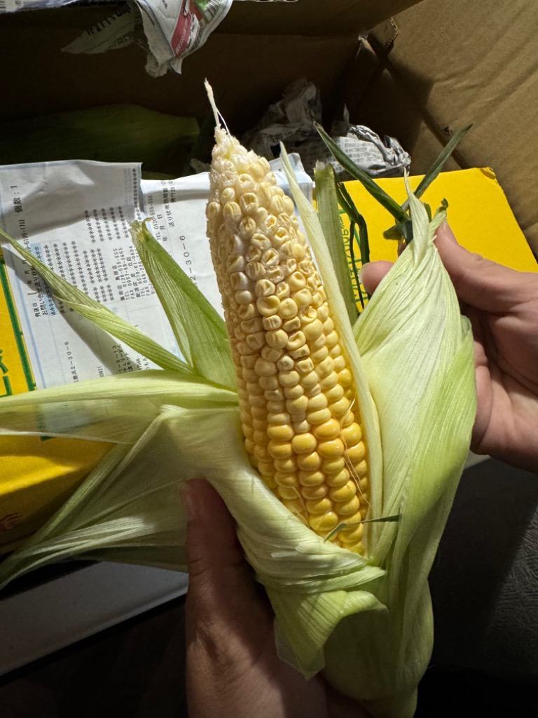 とうもろこし 生で食べれる 5月下旬 甘い 9〜13本 3L〜L 朝
