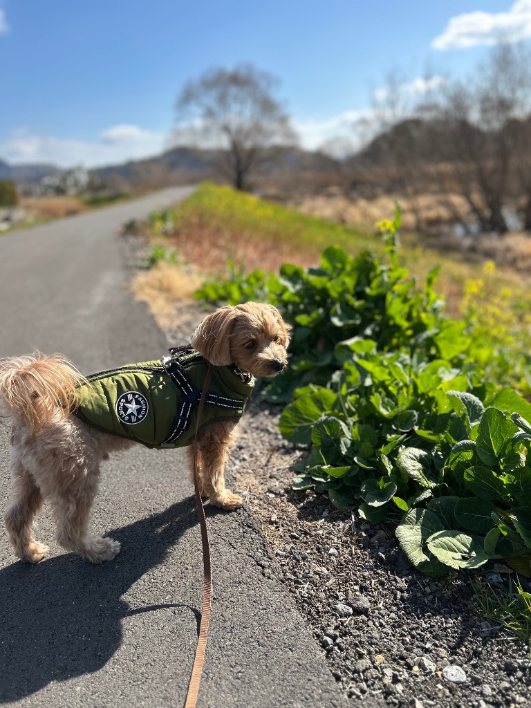 全体のレビュー画像 | 15-0