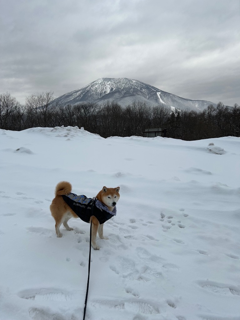 全体のレビュー画像 | 1-0