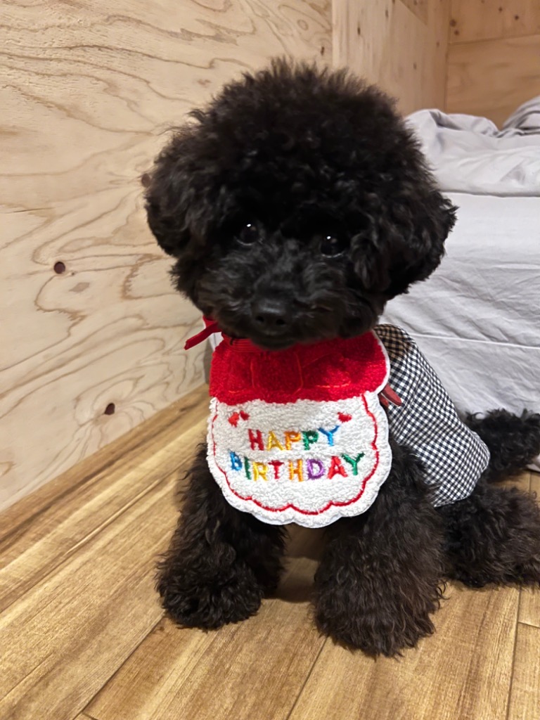 全体のレビュー画像 | 12-1