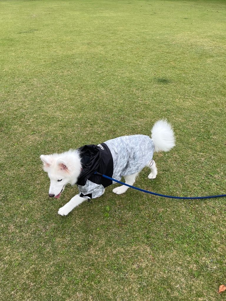 全体のレビュー画像 | 3-1