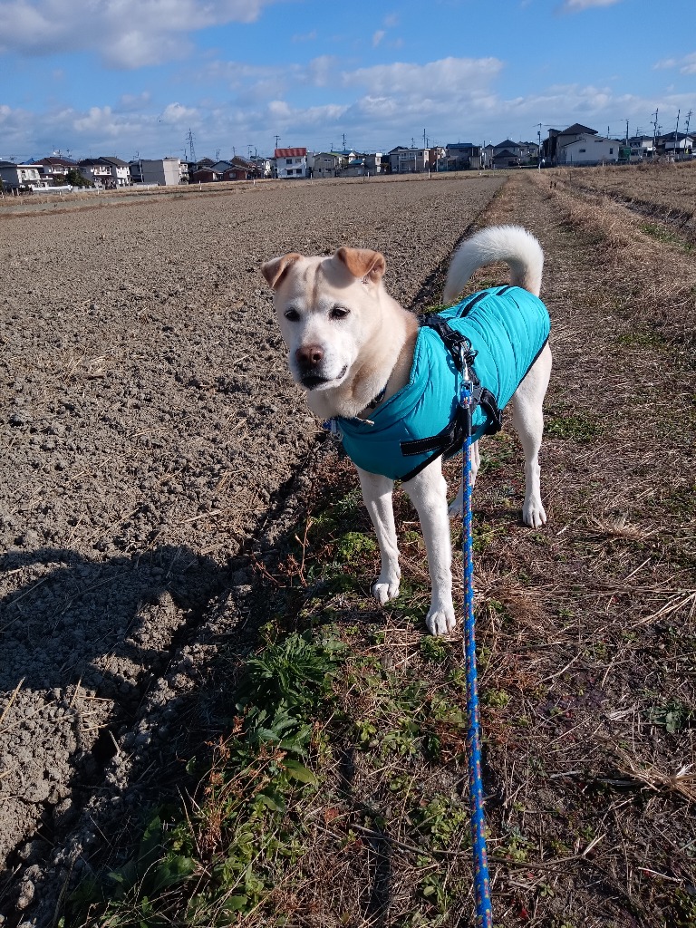 全体のレビュー画像 | 2-2