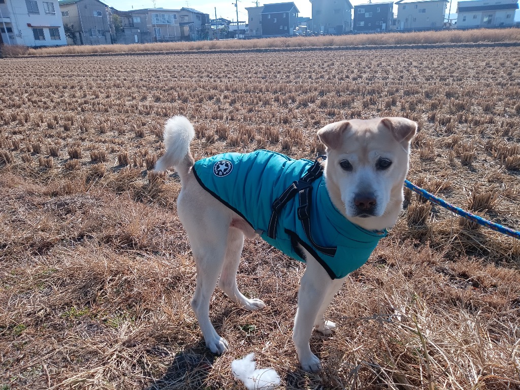 全体のレビュー画像 | 2-0