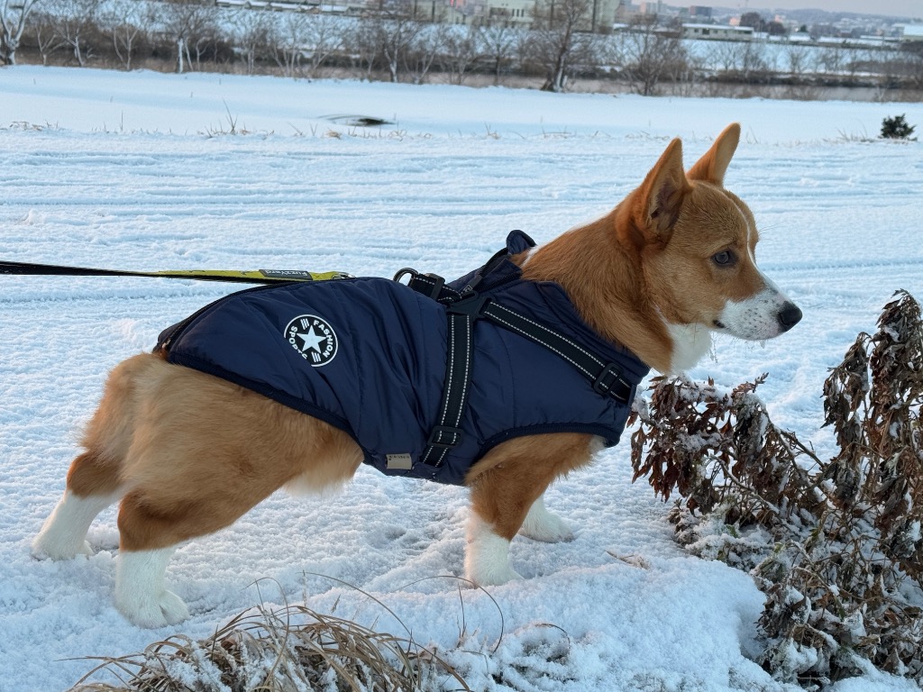 全体のレビュー画像 | 1-0