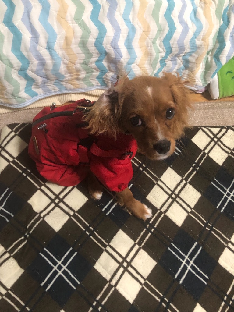 全体のレビュー画像 | 6-0