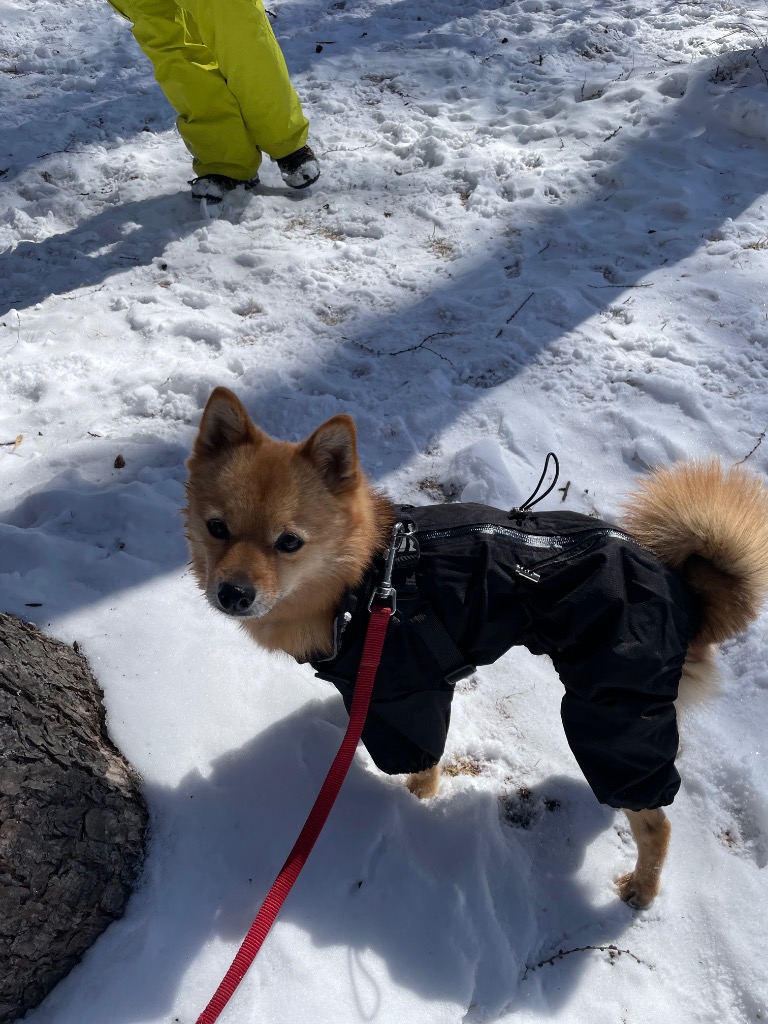 全体のレビュー画像 | 1-0