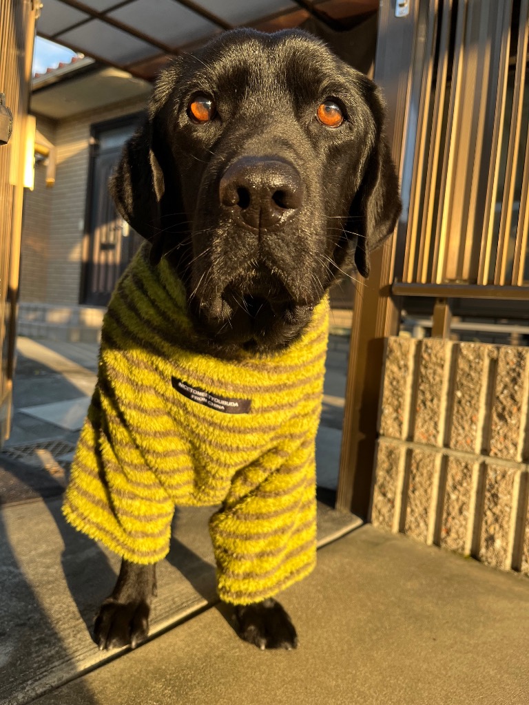 全体のレビュー画像 | 1-0