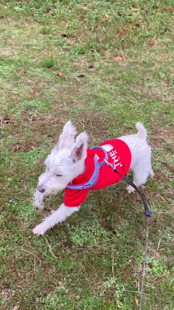 1件目のレビュー画像 | 4