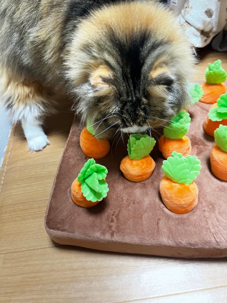 全体のレビュー画像 | 0-0