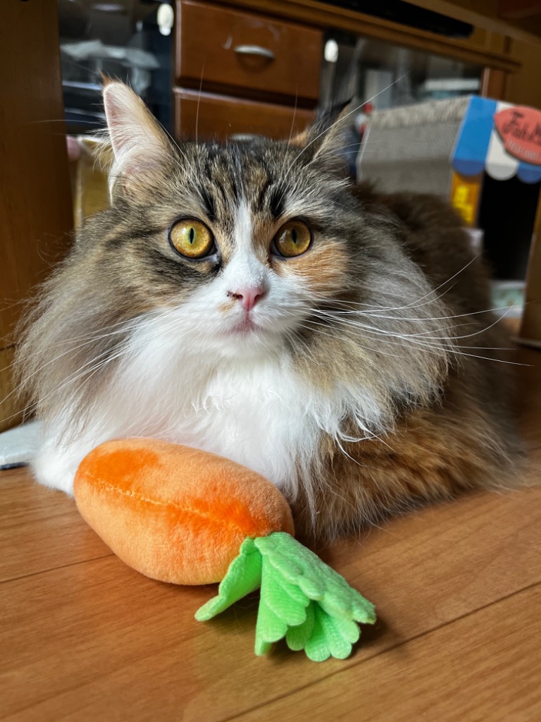 全体のレビュー画像 | 0-1