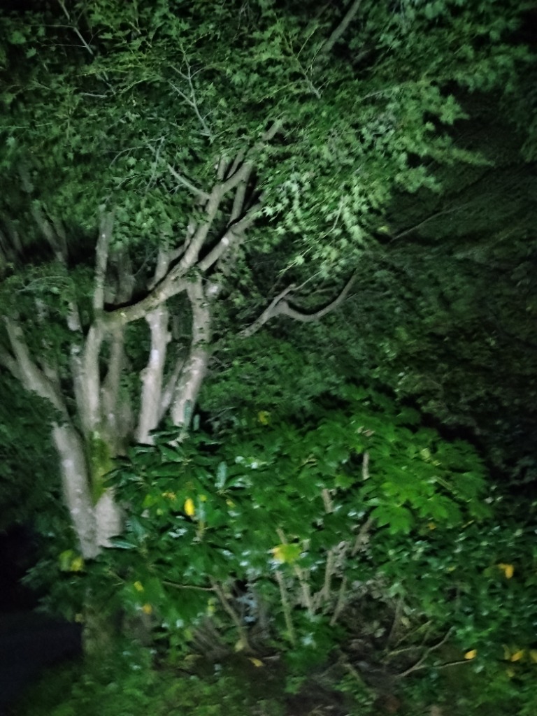 全体のレビュー画像 | 0-0