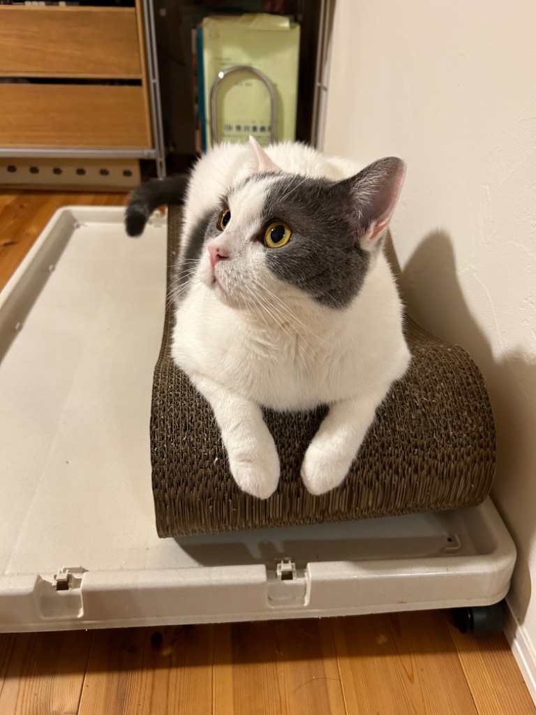 1件目のレビュー画像 | 0