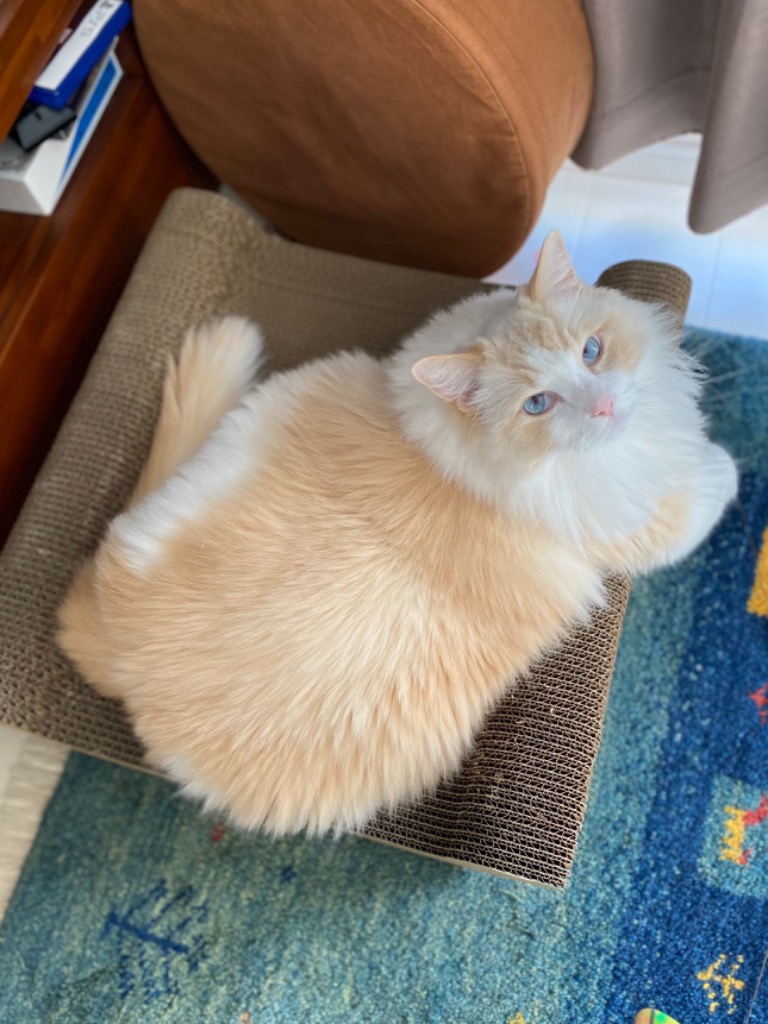 2件目のレビュー画像 | 0