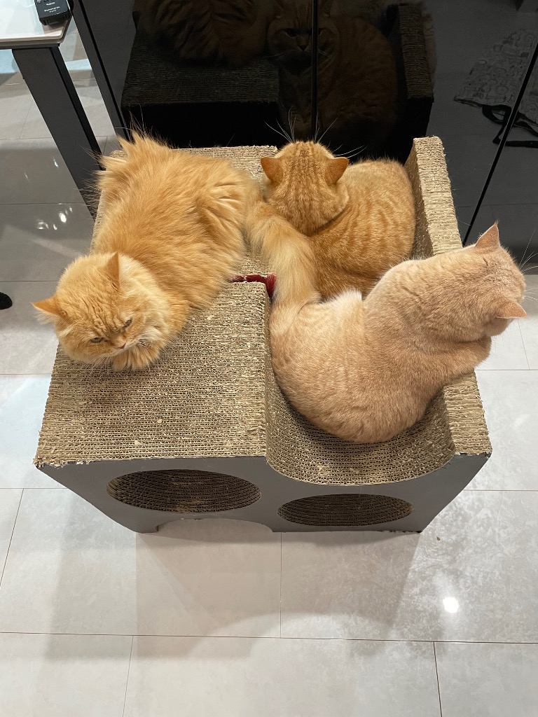 1件目のレビュー画像 | 2