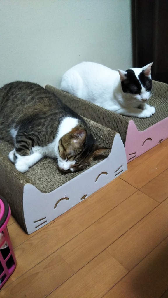 2件目のレビュー画像 | 0