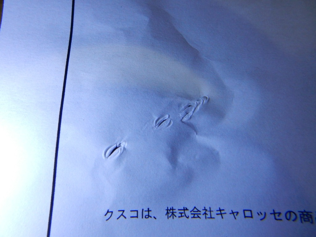 レビュー画像
