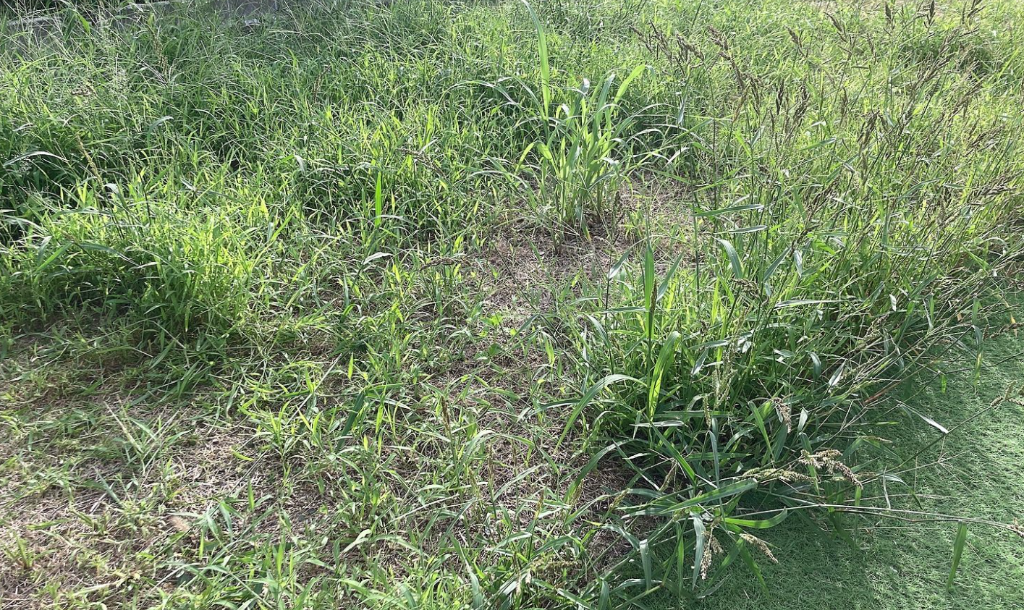 全体のレビュー画像 | 7-0