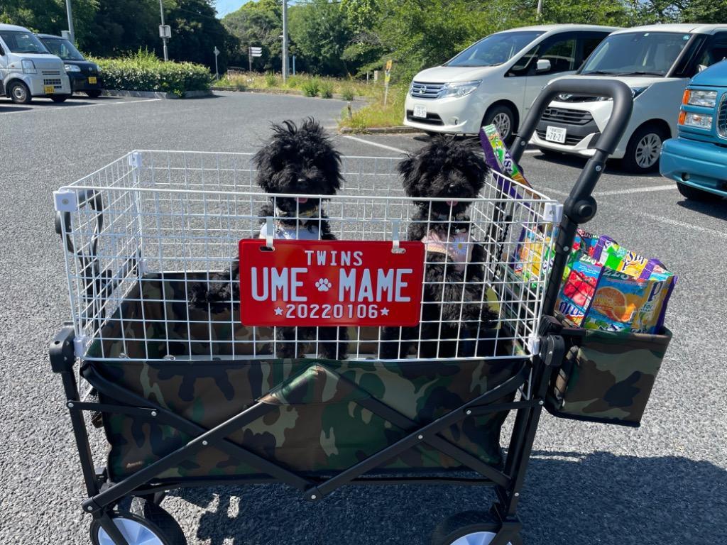 全体のレビュー画像 | 1-0