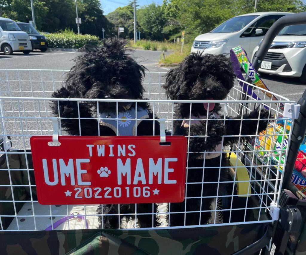 全体のレビュー画像 | 1-1