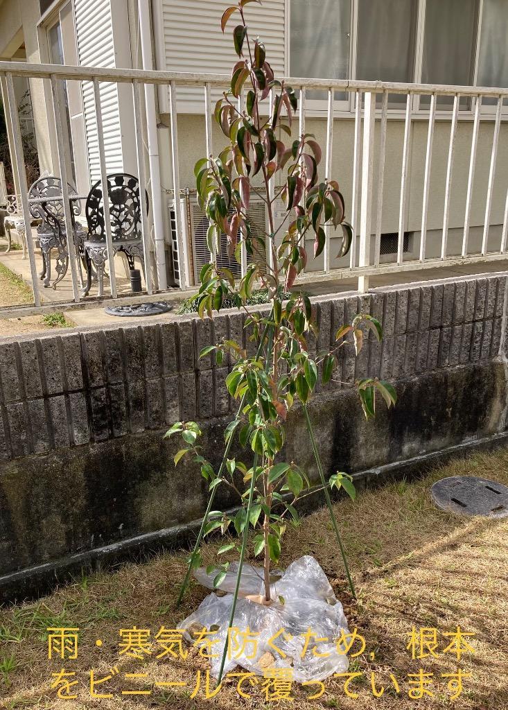 常緑ヤマボウシ 月光 約1.7m 大株苗木 お買得なおまかせ株 ホンコン