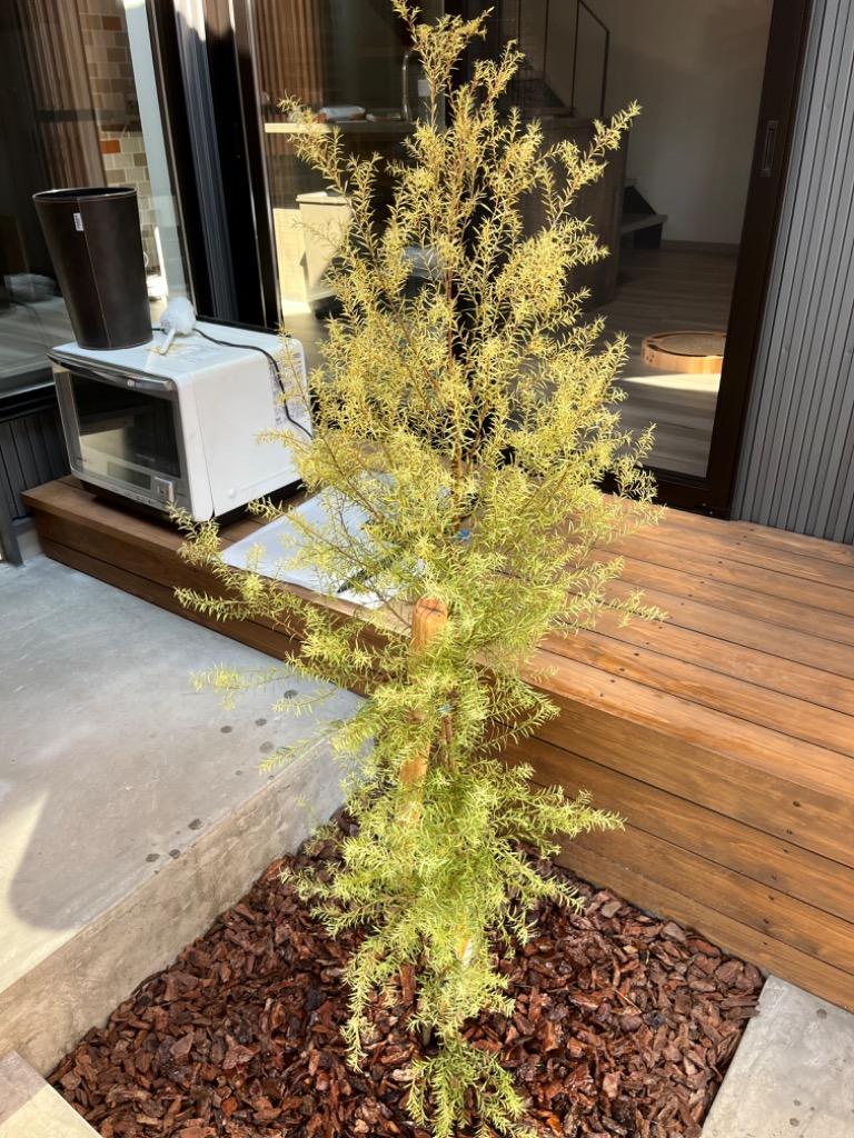 メラレウカ レボリューションゴールド 特大株 130cm❗美形 ティーツリー メラレウカ・ティーツリー・レボリューションゴールド 【庭木 4