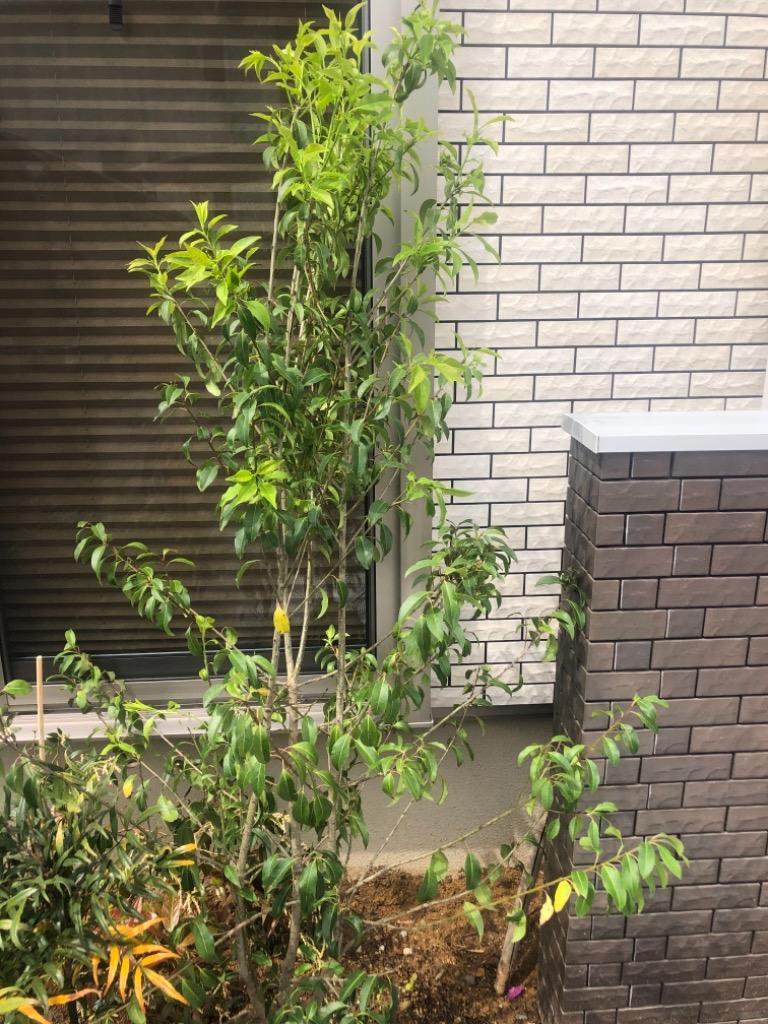 ソヨゴの木 株立ち 約1.7m 特大株 植木苗木大苗 赤い実が成る木