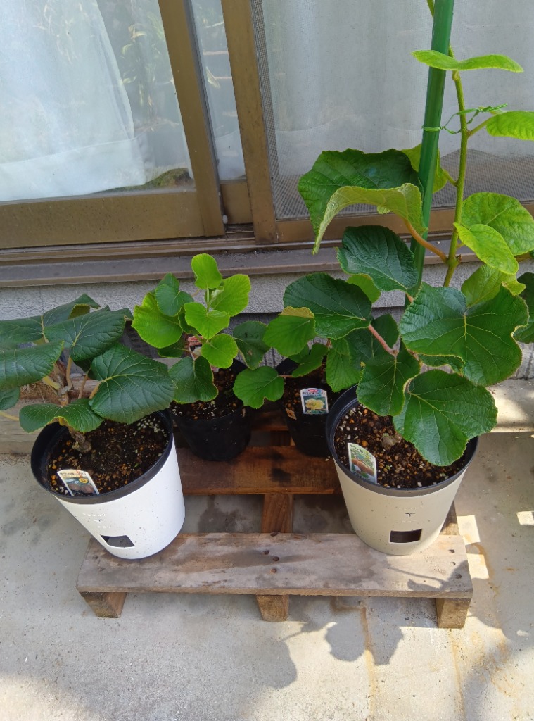 全体のレビュー画像 | 2-0