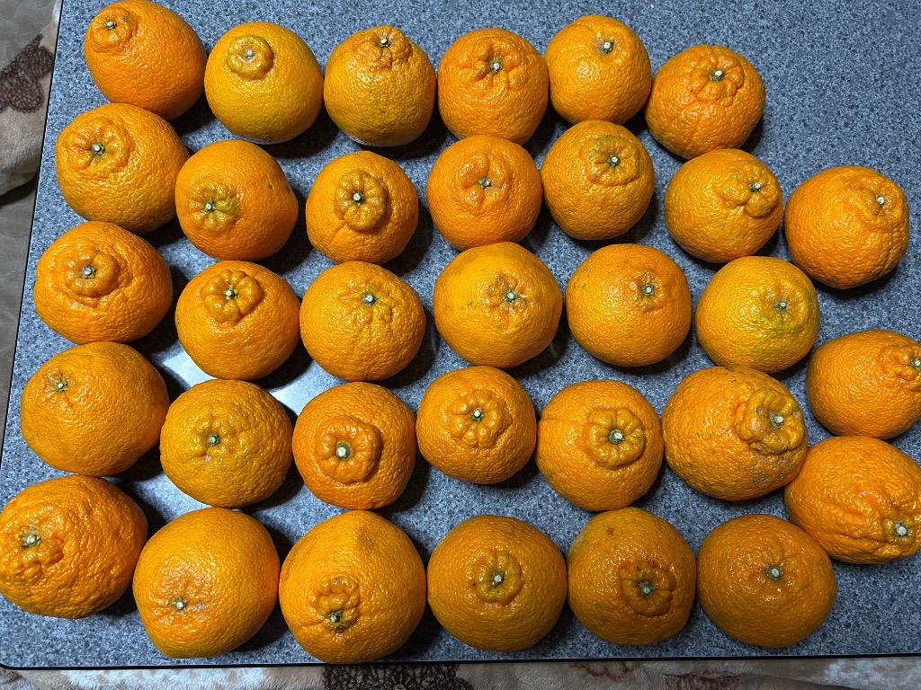 全体のレビュー画像 | 0-0