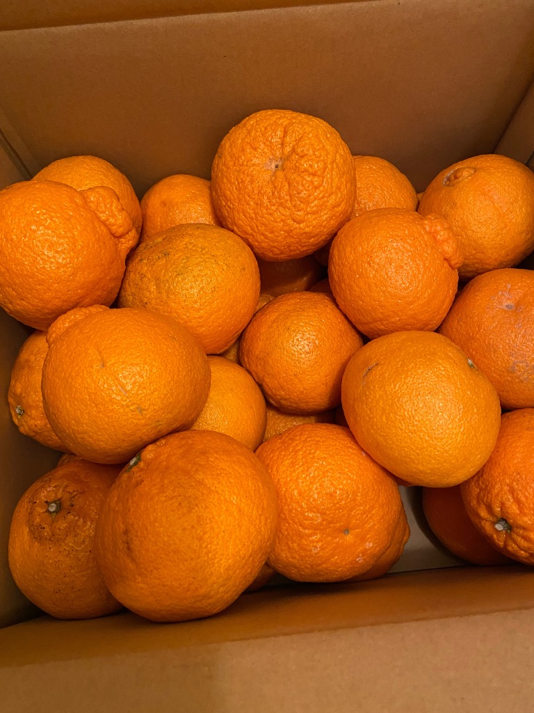 全体のレビュー画像 | 1-0