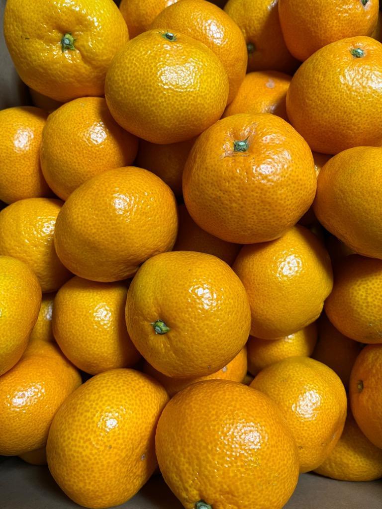 みかん 9kg 有田 送料無料 和歌山 赤秀 2Lサイズ 贈答用 ギフト