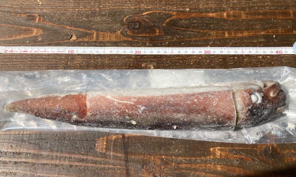 超特大 八戸産 船凍するめいか 3杯入 (約1.2kg〜1.3kg) レシピ