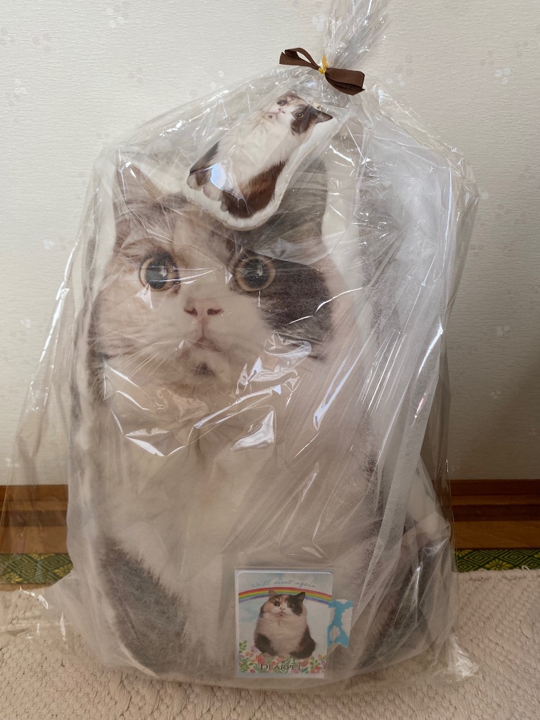 全体のレビュー画像 | 7-0